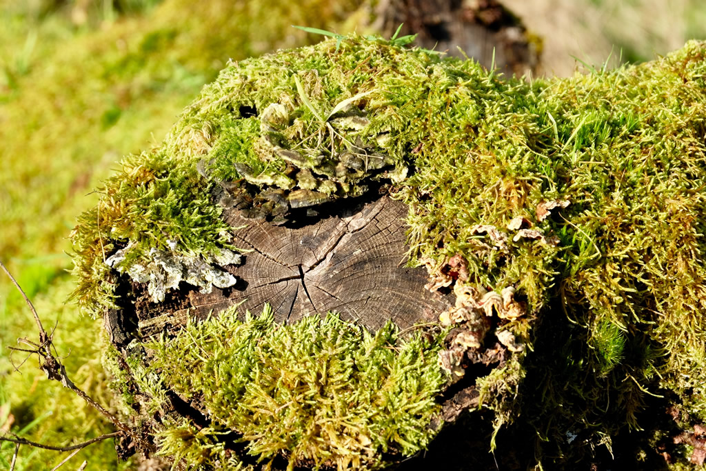 tree with moss