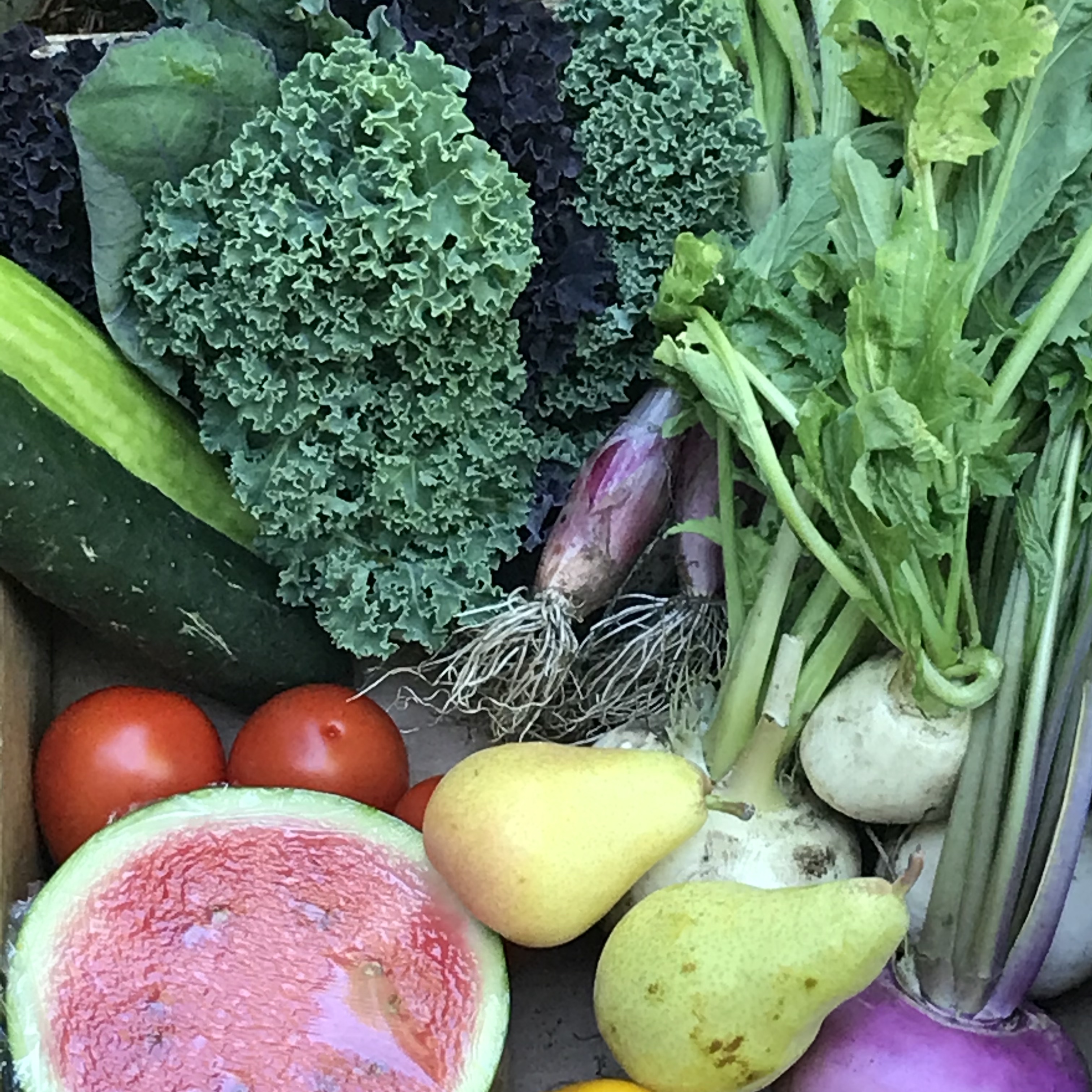 Vegetable Box - Small